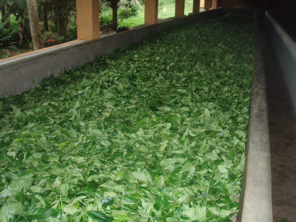 White tea factory in Handunugoda