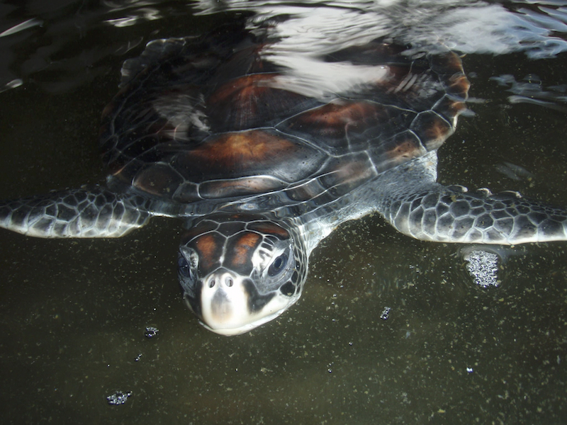 Habaraduwa turtle farm