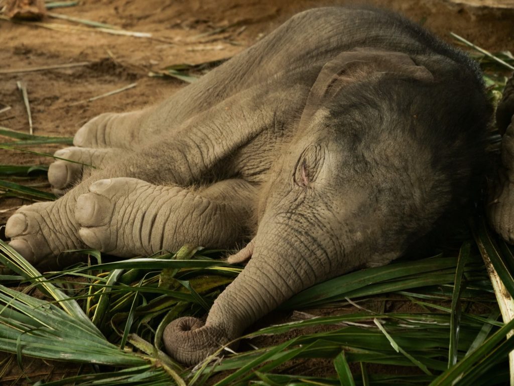 Srilankan baby elephant born in Prague Czech republic.